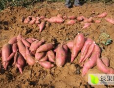 2016邹城红薯收购工作全面开展