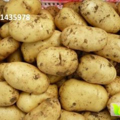 内蒙古武川夏波蒂土豆价格适宜