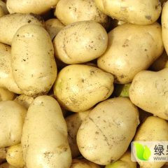 武川土豆价格适宜,武川胡先生诚信合作