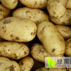 内蒙古武川福瑞特土豆价格行情平稳