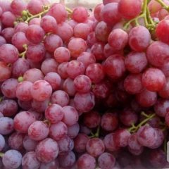 大荔羌白韩亮8月红提葡萄