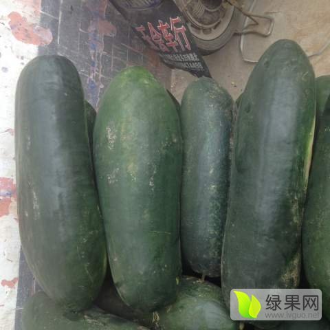 2016年山东滕州子弹头黑皮冬瓜价格