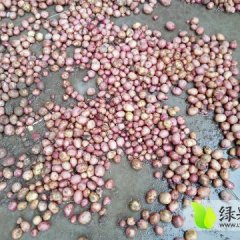 2016盘龙土豆再不来就没机会了！