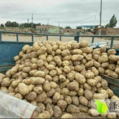靖远北滩梅玉全8月克新一号土豆
