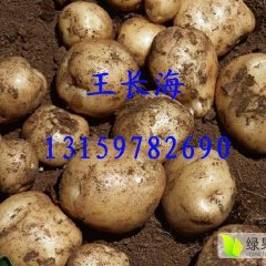 吉林公主岭延薯四号土豆价格适宜