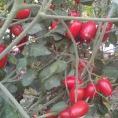 阜城圣女果绿色无公害,漫河焦爱国诚信合作