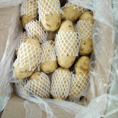 肥城冷库土豆出库中，大通货0.95-1.00元