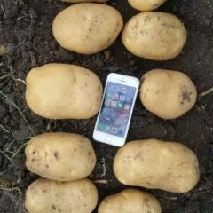 2016扶余土豆再不来就没机会了！