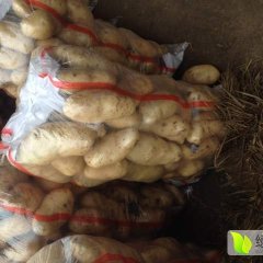 山东省滕州市姜屯镇主产荷兰十五