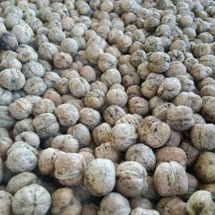 河北遵化辽系核桃老品种核桃