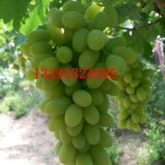 河北省涿鹿县的葡萄粒大皮薄 马奶葡萄