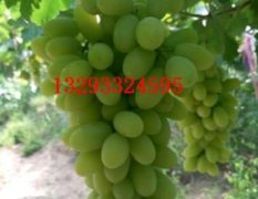 河北省涿鹿县的葡萄粒大皮薄 马奶葡萄