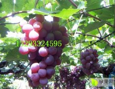 涿鹿华北最大的葡萄种植区