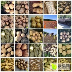 公主岭怀德宫景龙6月延薯四号土豆