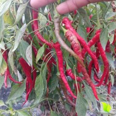 2017新疆线椒辣椒---产地销售