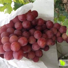 2016年大荔红提葡萄基地10克以上内外全红