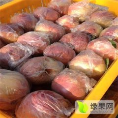 2016大荔蜜桃收购工作全面开展