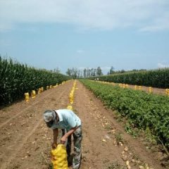 公主岭土豆质量上乘,怀德王振军诚信合作