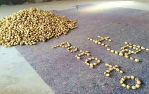 安定南川焦彦8月陇薯10号土豆