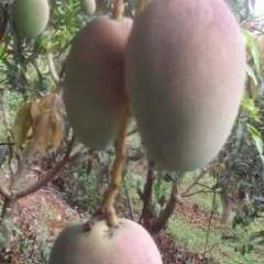 2016田东芒果价格波动不大