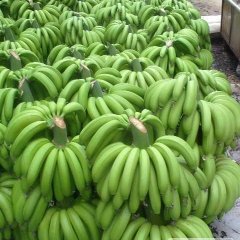 田东香蕉绿色无公害,平马黄耀章诚信合作