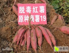 山东牡丹李村镇现有千亩商署19红薯（地瓜）基地