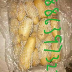 山东省肥城市土豆俏销大江南北