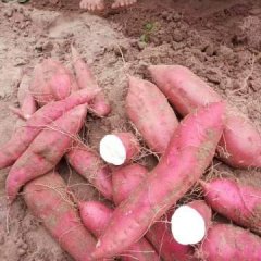 商薯19红薯产地诚信代办麻全亮