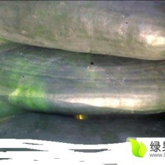 河南修武子弹头黑皮冬瓜火爆招商中