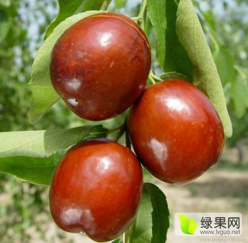 2014年甘肃景泰黄河滩枣价格