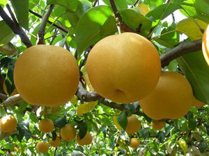 山东费县丰水梨欢迎合作