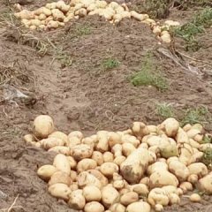 土豆已经大量上市，本地土豆耐储存