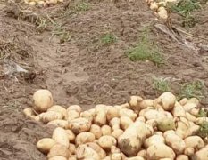 土豆已经大量上市，本地土豆耐储存