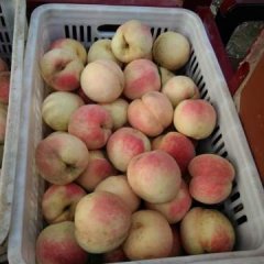 济阳垛石李明明8月永莲蜜桃