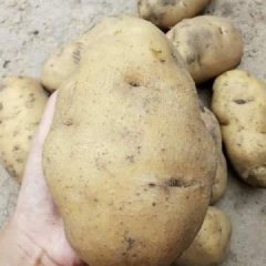 昌图三江刘雨军8月荷薯土豆