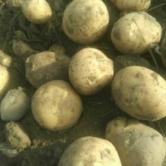 公主岭延薯四号大量上市价格合理