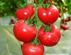 2016寿光番茄种子今年价格有看点