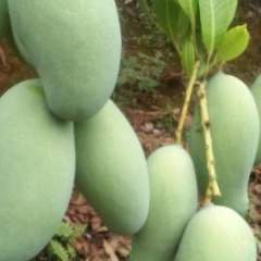 桂七香芒是田东的著名品牌