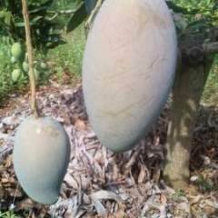 田东是全国芒果之乡