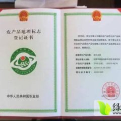 河津阳村郭学泽1月平韭6号韭菜