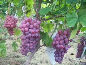 大荔陕西王红茹8月红提葡萄