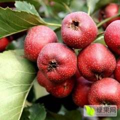 绛县山楂产销两旺,北杨任建设诚信合作