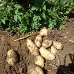 地窖土豆热销中。。。