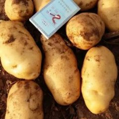 地窖土豆 大量供应 张家口沽源：夏波蒂土豆 漂