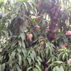 稷山蜜桃名优产品,清河史俊红诚信合作