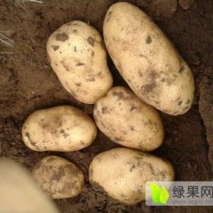 河北沽源荷兰十五土豆著名品种