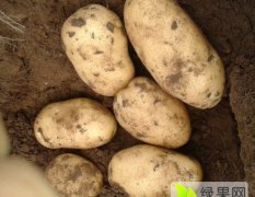 河北沽源荷兰十五土豆著名品种