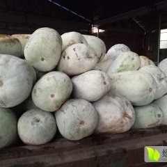 山东金乡白冬瓜品质优良