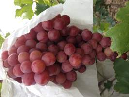 大荔县葡萄早买早赚