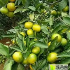 夷陵柑橘长势旺盛,鸦鹊龚新国诚信合作